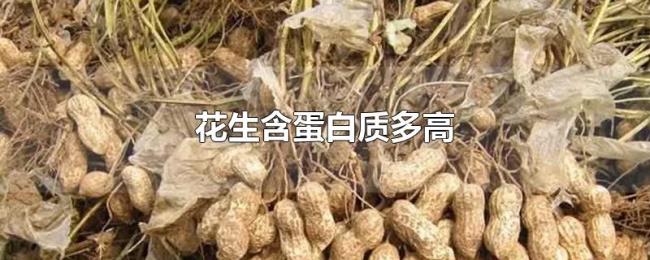 花生含蛋白质多高 花生含蛋白质多高