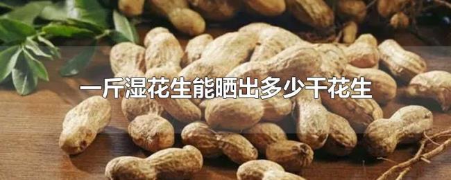 一斤湿花生能晒出多少干花生