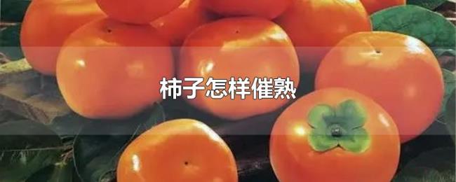 柿子怎样催熟 柿子怎样催熟
