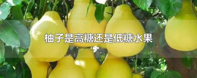 柚子是高糖还是低糖水果