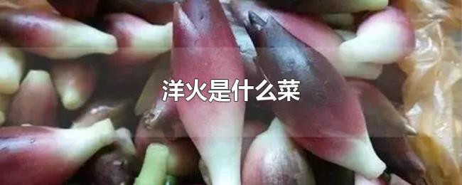 洋火是什么菜 洋火是什么菜