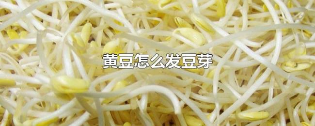 黄豆怎么发豆芽