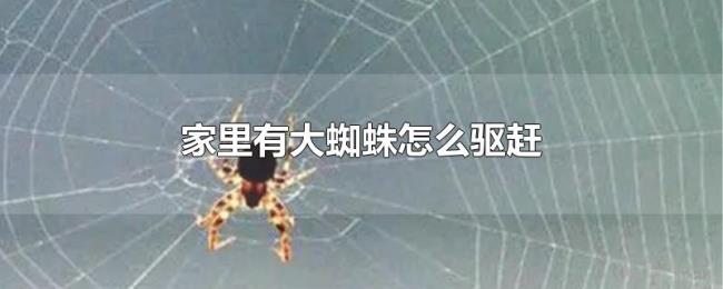 家里有大蜘蛛怎么驱赶