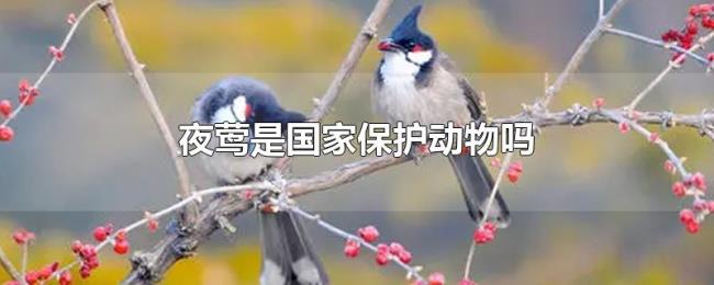 夜莺是国家保护动物吗