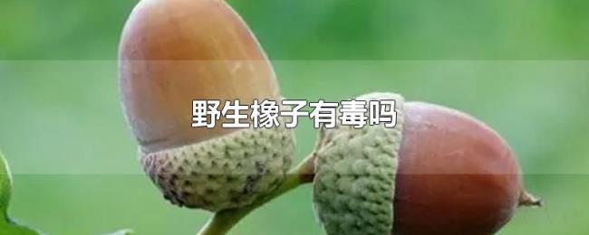 野生橡子有毒吗 野生橡子有毒吗