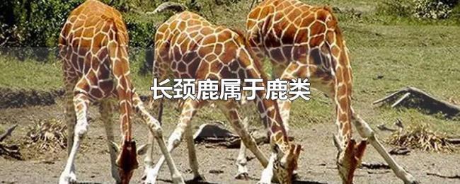 长颈鹿属于鹿类 长颈鹿属于鹿类