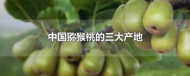 中国猕猴桃的三大产地 中国猕猴桃的三大产地