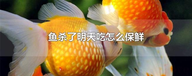 鱼杀了明天吃怎么保鲜 鱼杀了明天吃怎么保鲜