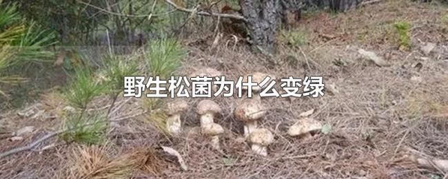 野生松菌为什么变绿 野生松菌为什么变绿