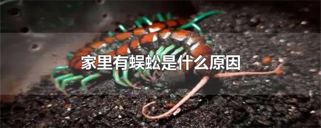 家里有蜈蚣是什么原因