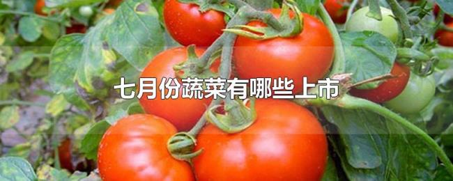 七月份蔬菜有哪些上市 七月份蔬菜有哪些上市