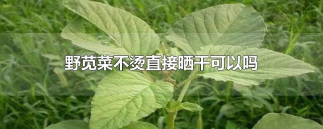 野苋菜不烫直接晒干可以吗