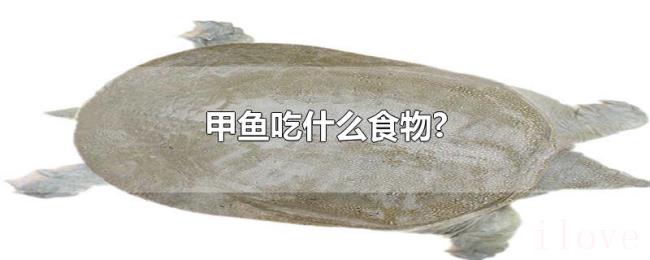 甲鱼吃什么食物? 甲鱼吃什么食物?