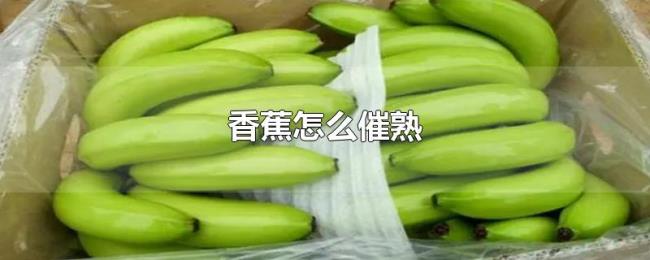 香蕉怎么催熟 香蕉怎么催熟