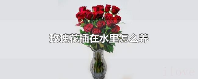 玫瑰花插在水里怎么养 玫瑰花插在水里怎么养