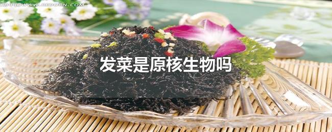 发菜是原核生物吗 发菜是原核生物吗