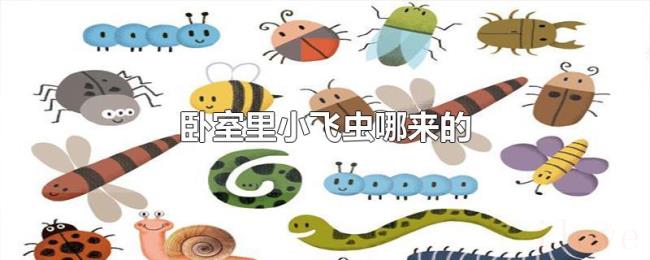 卧室里小飞虫哪来的 卧室里小飞虫哪来的