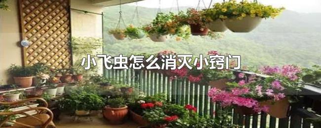 小飞虫怎么消灭小窍门 小飞虫怎么消灭小窍门