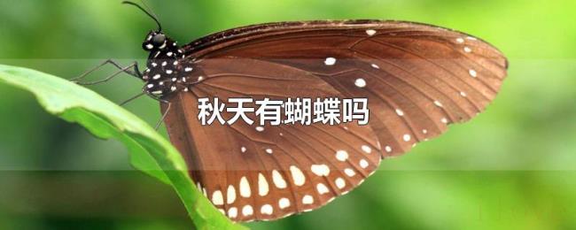 秋天有蝴蝶吗 秋天有蝴蝶吗