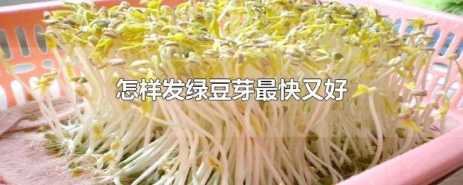 怎样发绿豆芽最快又好