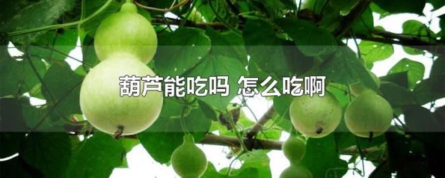 葫芦能吃吗（怎么吃啊）