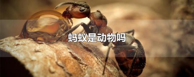 蚂蚁是动物吗 蚂蚁是动物吗