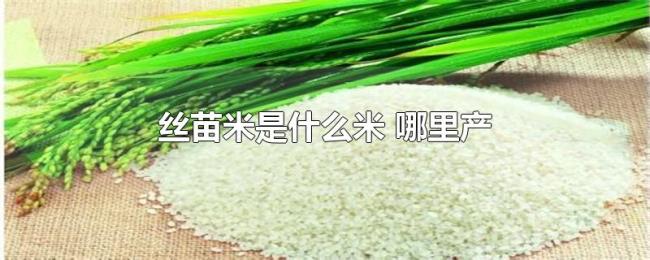 丝苗米是什么米(哪里产) 丝苗米是什么米(哪里产)