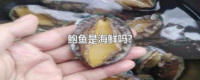 鲍鱼是海鲜吗? 鲍鱼是海鲜吗?