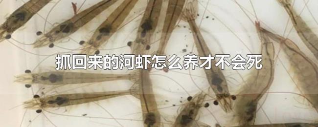 抓回来的河虾怎么养才不会死 抓回来的河虾怎么养才不会死