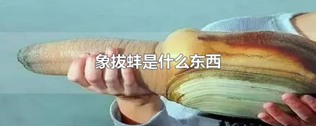 象拔蚌是什么东西 象拔蚌是什么东西
