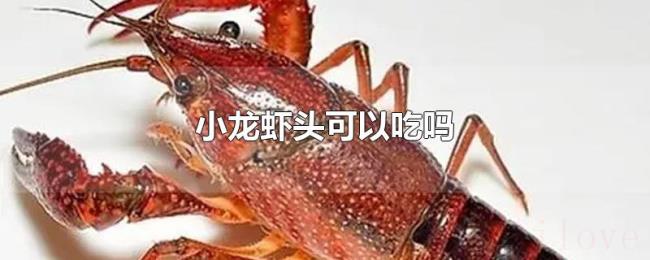 小龙虾头可以吃吗 小龙虾头可以吃吗