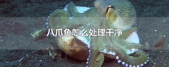 八爪鱼怎么处理干净