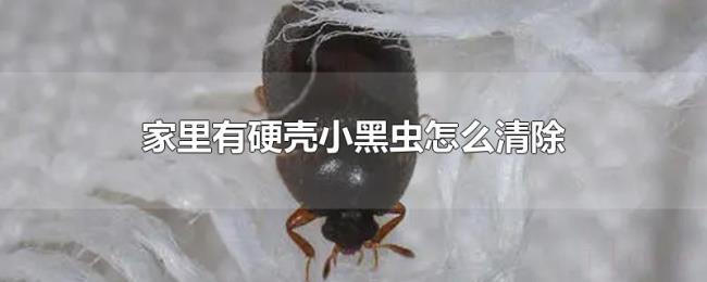 家里有硬壳小黑虫怎么清除 家里有硬壳小黑虫怎么清除