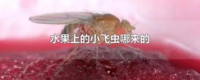 水果上的小飞虫哪来的