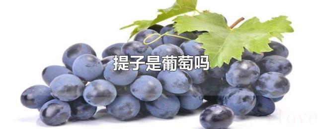 提子是葡萄吗 提子是葡萄吗