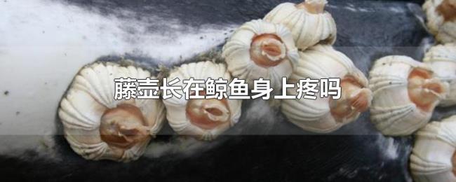藤壶长在鲸鱼身上疼吗