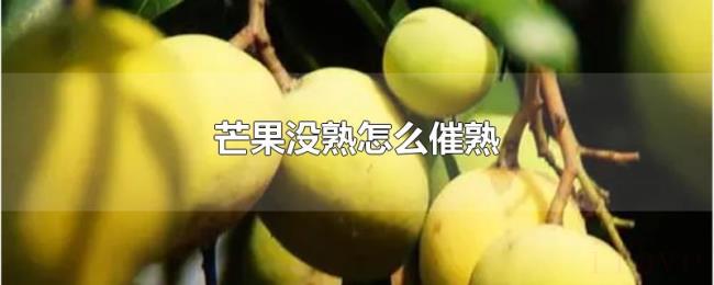 芒果没熟怎么催熟 芒果没熟怎么催熟