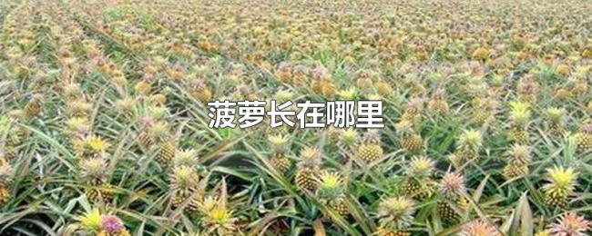 菠萝长在哪里