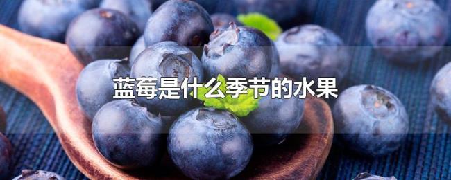 蓝莓是什么季节的水果