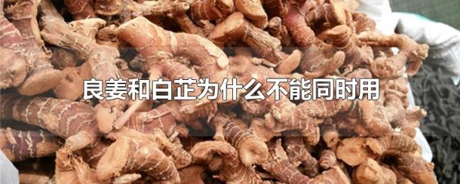 良姜和白芷为什么不能同时用 良姜和白芷为什么不能同时用