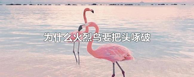 为什么火烈鸟要把头啄破