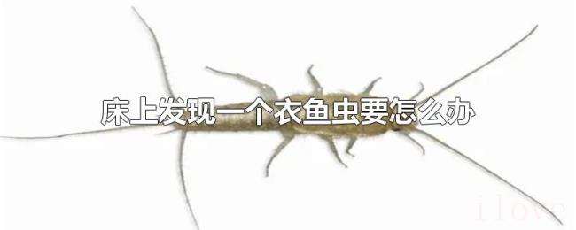 床上发现一个衣鱼虫要怎么办