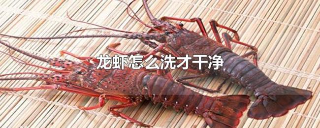 龙虾怎么洗才干净