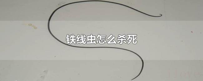 铁线虫怎么杀死