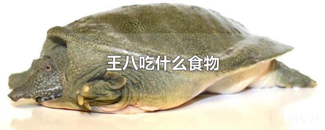 王八吃什么食物 王八吃什么食物