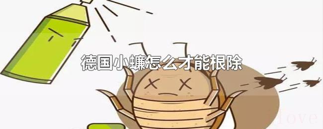 德国小蠊怎么才能根除