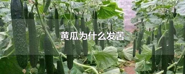 黄瓜为什么发苦 黄瓜为什么发苦