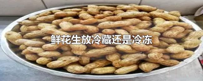鲜花生放冷藏还是冷冻 鲜花生放冷藏还是冷冻