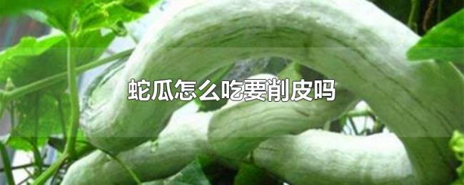 蛇瓜怎么吃要削皮吗 蛇瓜怎么吃要削皮吗