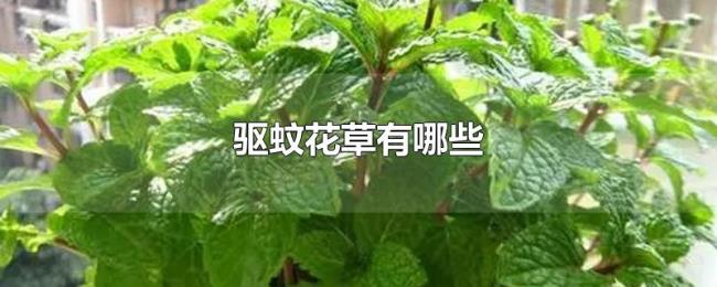 驱蚊花草有哪些